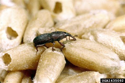 granary weevil (Sitophilus granarius)