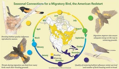 Pin by Animal Wonders on Charts/Infographics | Migratory birds, Bird migration, November