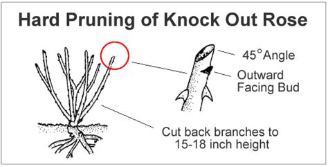 How To Prune a Knock Out Rose from the Experts at Wilson Bros Gardens