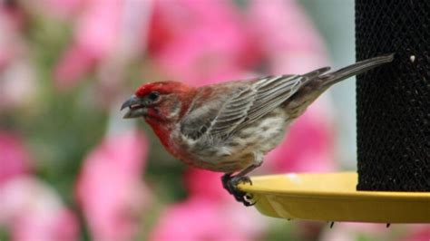 How to Get Rid of House Finches | Essential Tips & Tricks - Pest Samurai