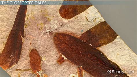 Glossopteris: Fossils, Overview - Video & Lesson Transcript | Study.com