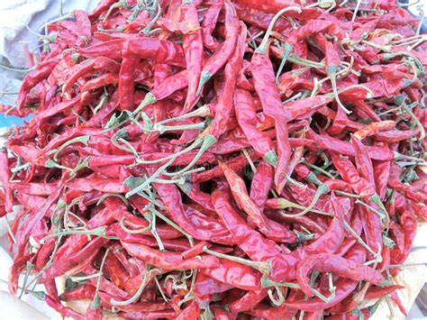 Red Mirchi Stock Photo - Image: 61884338