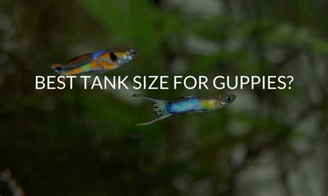 Best Tank Size for Guppies? (What To Look For When Picking)