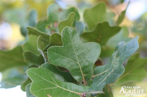 Plants of Texas Rangelands » Blackjack oak