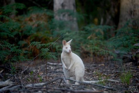 Bruny Island Tasmania Wildlife