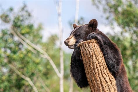 Black bear in the tree stock image. Image of furry, isolated - 190440967