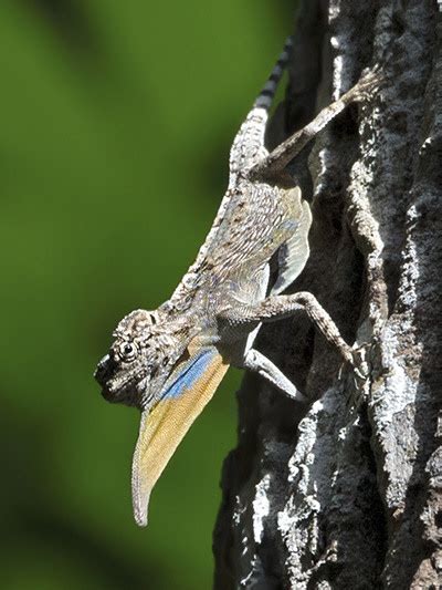 Spotted Gliding Lizard - Draco maculatus