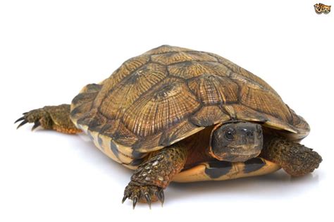 Turtles that live on land | Pets4Homes