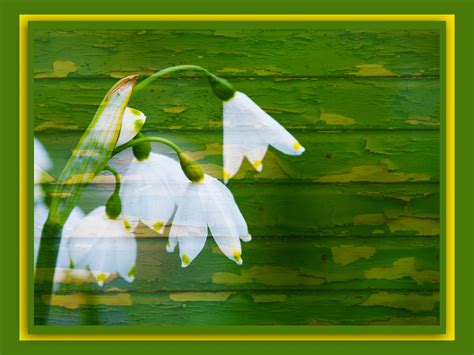 Snowdrops Flower Card Artistic Free Stock Photo - Public Domain Pictures