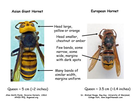 Murder hornets, Take 2: Asian giant hornet, Vespa mandarinia — Bug of ...