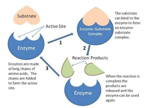 Importance of Enzymes in Biotechnology