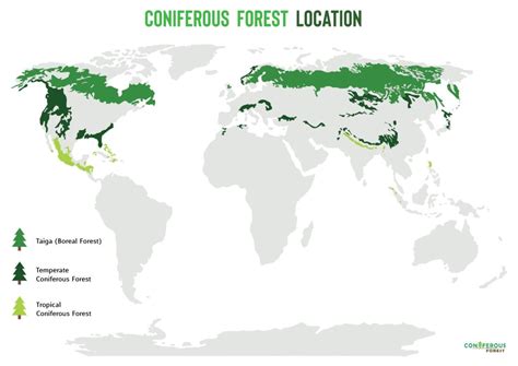 Coniferous Forest: Definition and Facts About the Biome