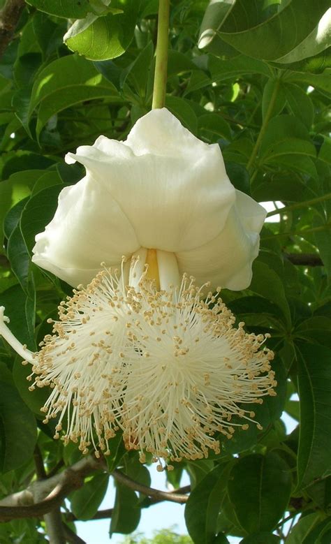 15 best Baobab Flowers images on Pinterest | Plants, Flowers and Botany