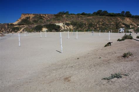 Del Mar Dog Beach – North Beach in Del Mar, CA - California Beaches