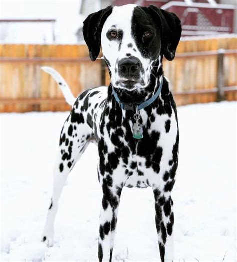 Dalmatian Colors: Do Dalmatians Only Have Black Spots? | Dalmatian dogs ...