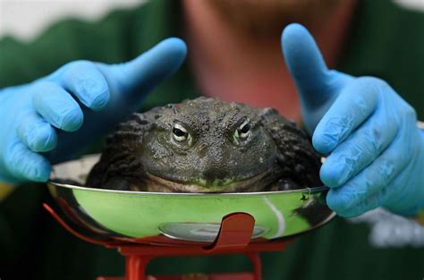 London Zoo begins annual weigh-in of 560 species and it's tipping the scales of cute - Good ...