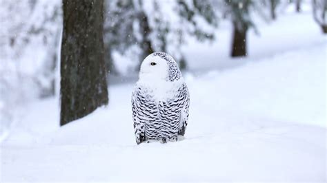 Snowy owl animation from yesterday's daily Bing image : r/Superbowl