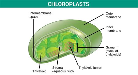 Plant Cell | Structure & Function of Plant Cell | Types of Plant Cell | Byju's