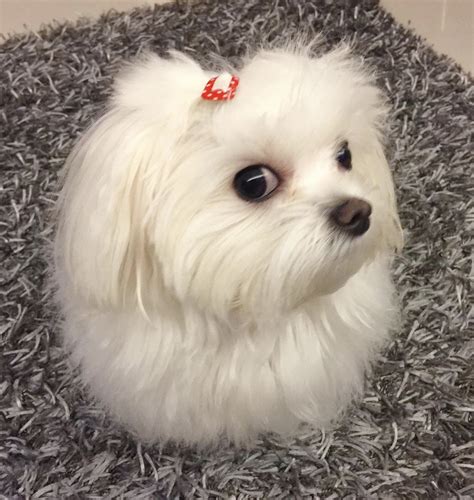 Side eye! | Maltese dogs, Teacup puppies maltese, Maltese puppy