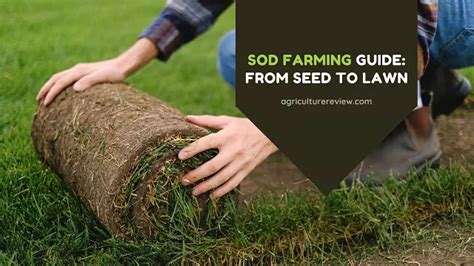 The Ultimate Guide On Sod Farming: From Seed to Lawn