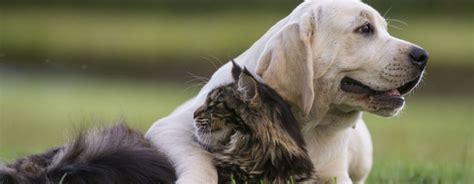 Cómo presentar un perro a un gato | Purina®