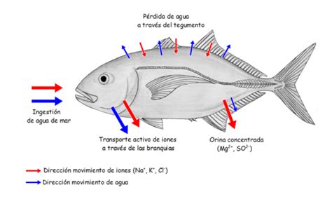 teleósteos — Cuaderno de Cultura Científica