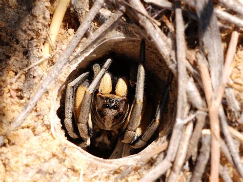 Spider in a hole | This is what lives in the ground. The hol… | Flickr