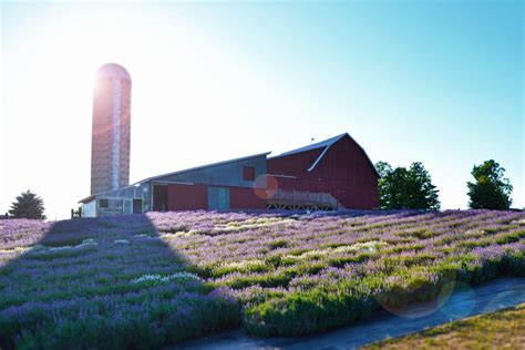 Our Story – Lavender Hill Farm