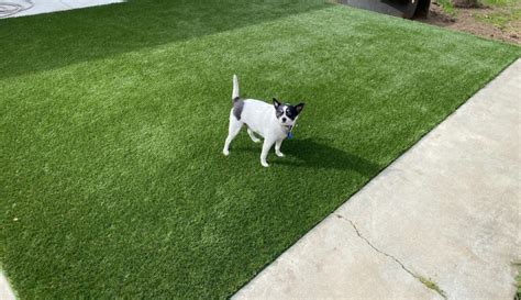 Best Artificial Grass for Dogs - Home Turf Dallas