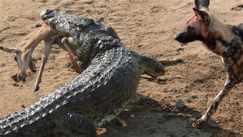 The Nile Crocodile: Fearsome Or Fascinating?