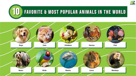 The World's 10 Favorite & Most Popular Animals