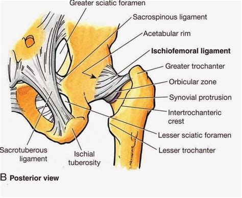 Hip Muscles Diagram - The Hip Joint - Complete Physiotherapy : The hip muscles work in ...