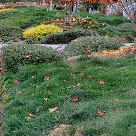 Creeping Red Fescue Grass Seed For Shade