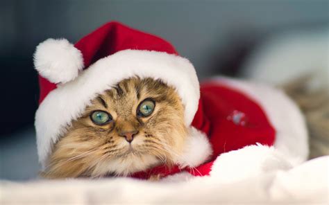 Beautiful Christmas Cat wallpapers and images - wallpapers, pictures ...