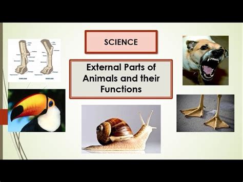 What Are The Parts Of Animals And Their Functions | Reviewmotors.co