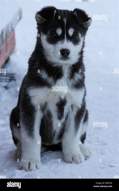 A husky puppy at a sled dog training facility in rural Quebec, Canada ...