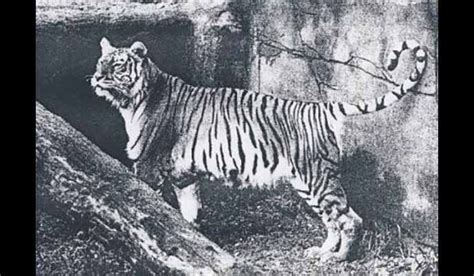 Bali tiger Extinct in 1937. This kind of tiger was native to the island of Bali. He had a very ...