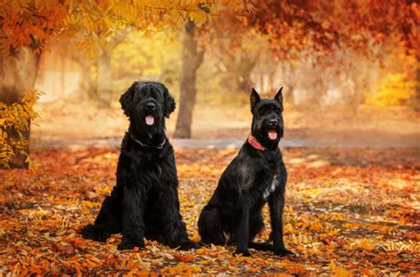 Leonberger Progression: Growth Chart, Milestones, and Training Tips