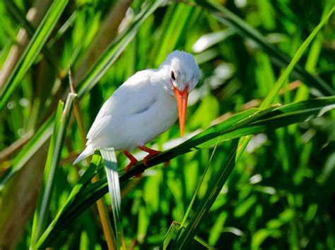 Burung Raja-udang Serba Putih yang Langka Ditemukan Di Uganda National Park | Bagi Kertas