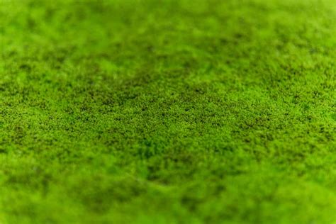 Types Of Lawn Moss And Why They Matter | Obsessed Lawn