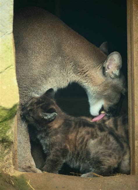 Puma Cubs Greet the Day in the UK - ZooBorns