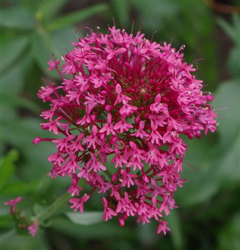 30 Premium seeds Red Valerian- Jupiters Beard -Centranthus ruber -Perennial Bedding Plant- See ...