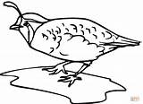 Free Quail Coloring Pages Download Png  sketch template
