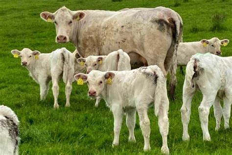 9 Pedigree Charolais Breeding Cows with Calves at Foot | SellMyLivestock - The Online Livestock ...