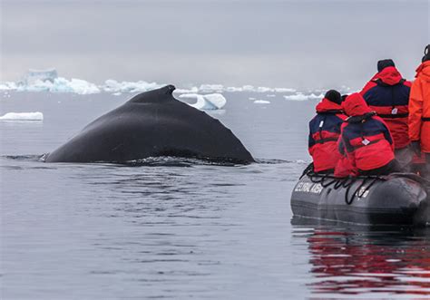 Best Antarctica Cruises, Luxury Antarctica Travel, Trips & Vacations ...