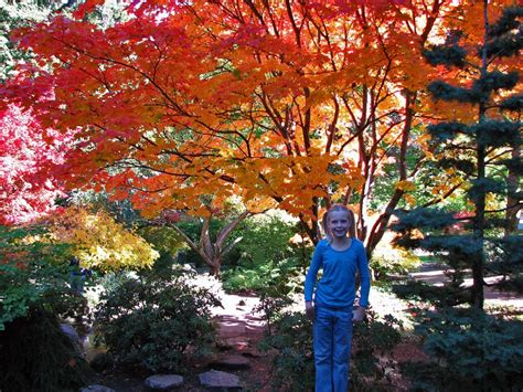 Japanese Maple shows off its fall colors « Ashland Daily Photo