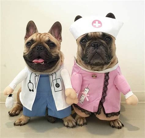 Facebook | Dog halloween costumes, French bulldog halloween costumes ...