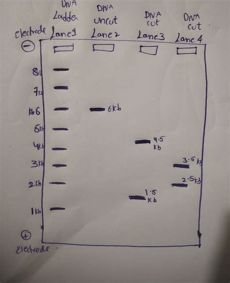 [Solved] Lab 9 - Agarose Gel Electrophoresis 18. On the diagram of the ...