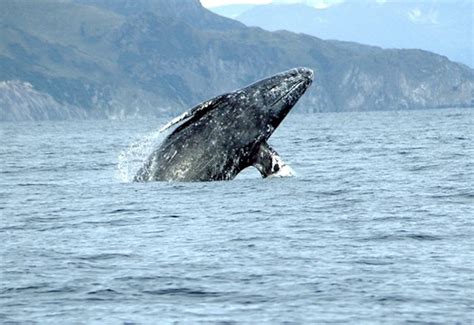 Gray Whale Population Abundance | NOAA Fisheries