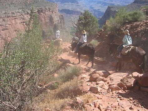 Phantom Ranch Mule Rides | Hit the Trail